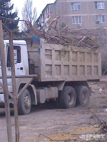 Bakıda ağaclar abadlıq adı ilə kütləvi şəkildə kəsilib, Mənzil-Kommunal Təsərrüfatı Birliyi cərimələnib - FOTO