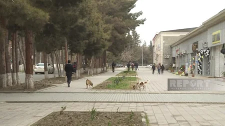Ötən il Şirvanda 1422 nəfəri it dişləyib, onlardan 218-i uşaqdır