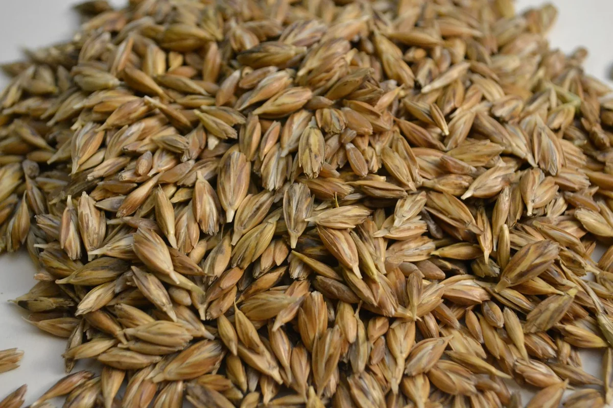 Rusiya hökuməti bərk buğdanın ixracını 6 ay müddətinə qadağan edib