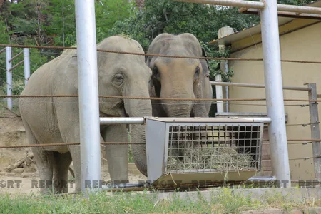Tbilisi zooparkının sevimli və nəcib sakinləri - Azərbaycanın hədiyyəsi - VİDEOREPORTAJ