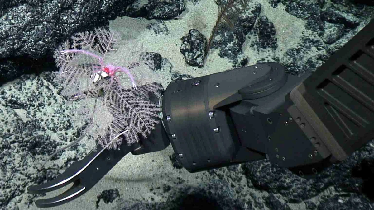 BMW, Volvo, Google commit not to source any minerals from seabed