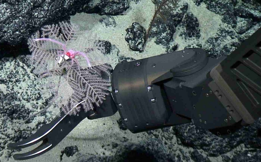 BMW, Volvo, Google commit not to source any minerals from seabed