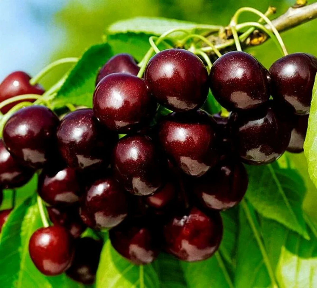 Azerbaijan's profit from export of cherry and sweet cherry up over 7%