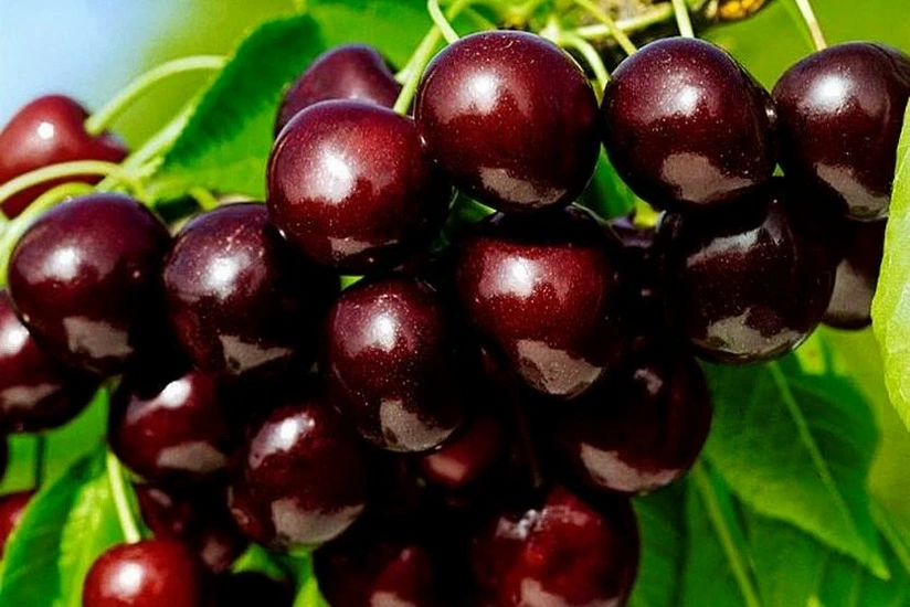 Azerbaijan's profit from export of cherry and sweet cherry up over 7%
