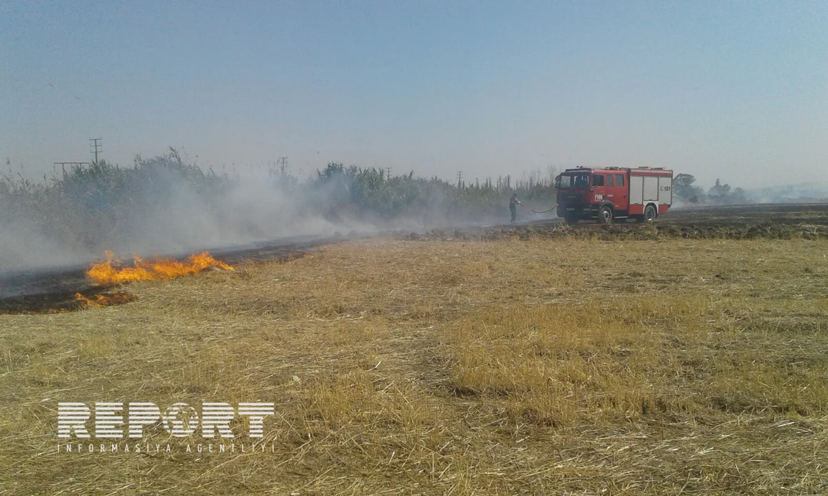 Şabranda biçilmiş əkin sahələrində baş vermiş yanğın söndürülüb - YENİLƏNİB - VİDEO