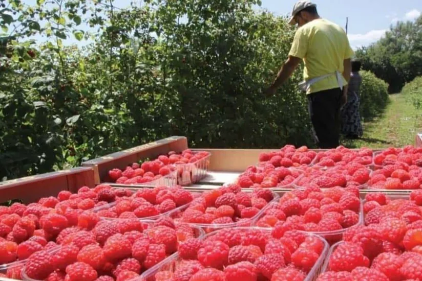 AQTA 36 ton moruğun Rusiyadan geri qaytarılması məlumatlarına aydınlıq gətirib - YENİLƏNİB