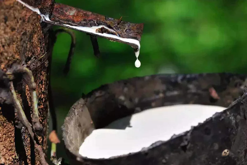 Kauçukun qiyməti son bir ilin maksimum həddinə çatıb