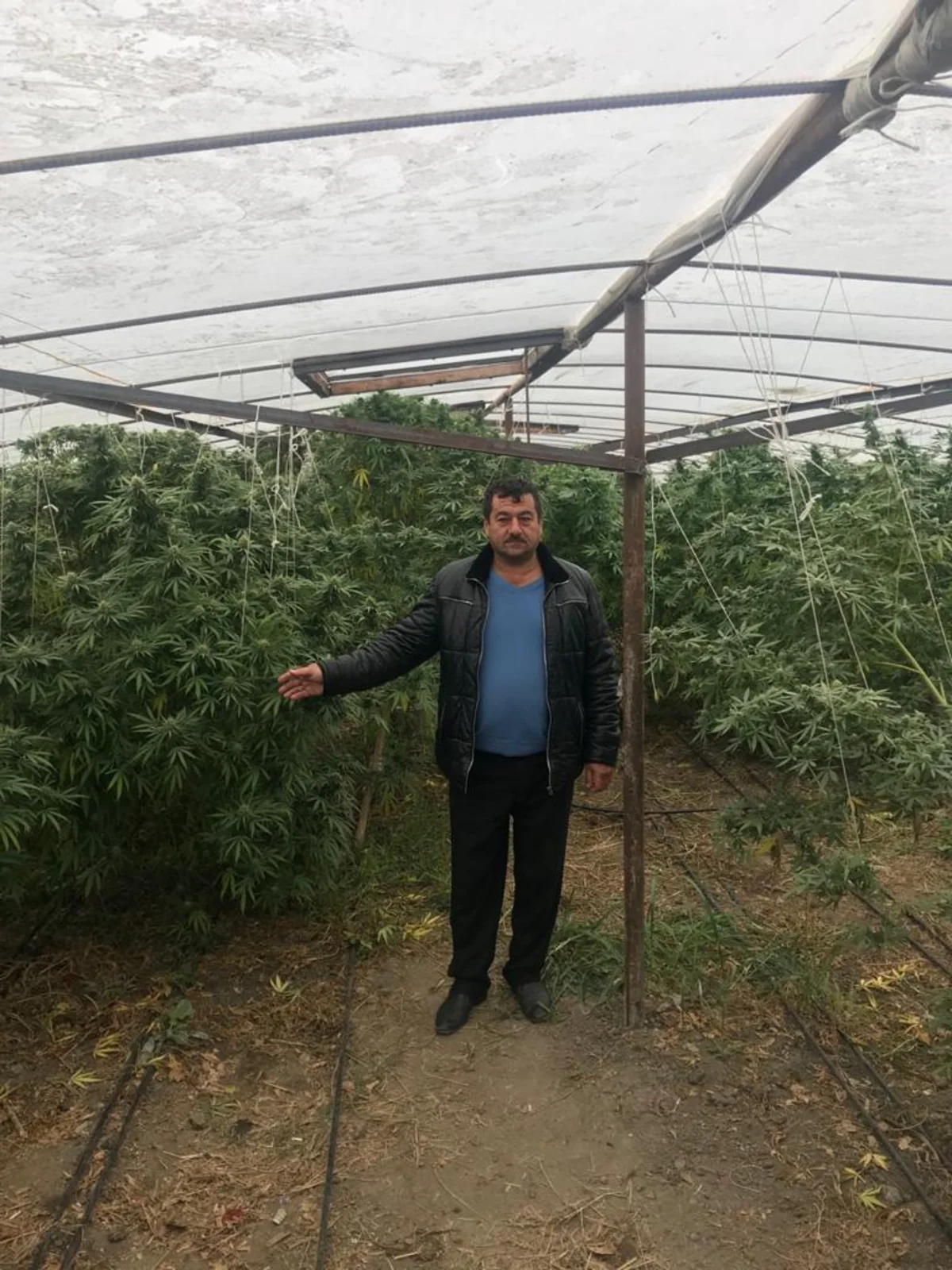 Bərdədə çətənə bitkisinin kultivasiyası ilə məşğul olan şəxs saxlanılıb