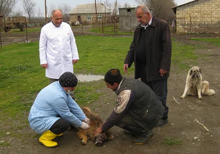 Astarada epizootiya əleyhinə profiloktik tədbirlər aparılır