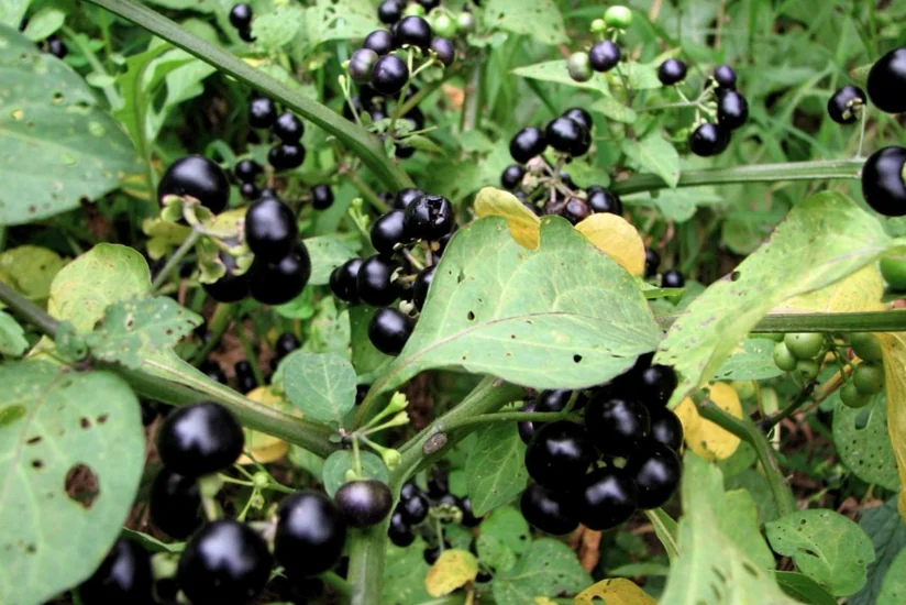 Nazirlik meşələrdə meyvələrin icazəsiz yığımına görə cərimə tətbiqinə aydınlıq gətirib