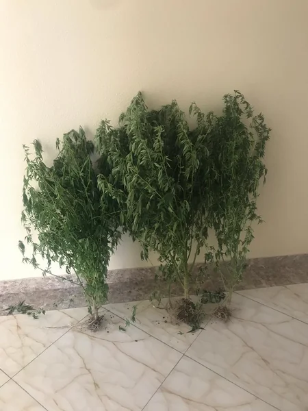 Xızıda narkotik becərən şəxs “iş başında” saxlanıldı