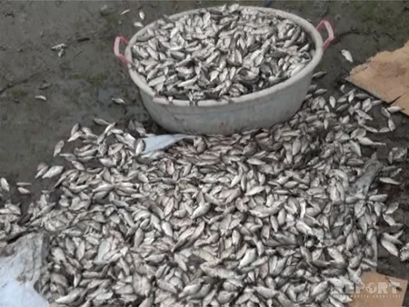 ​Salyanda Akkuşa çayına 30 mindən artıq balıq buraxılıb - FOTO