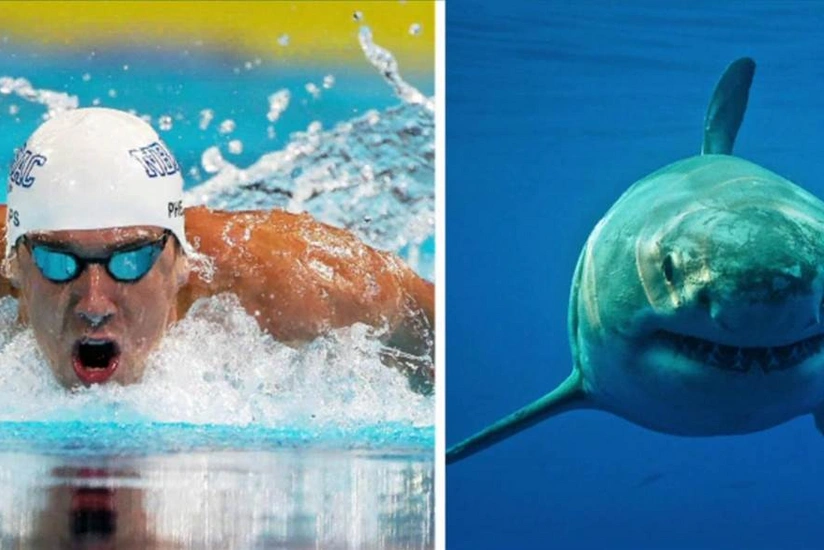 Maykl Felps ağ köpək balığına uduzub - VİDEO