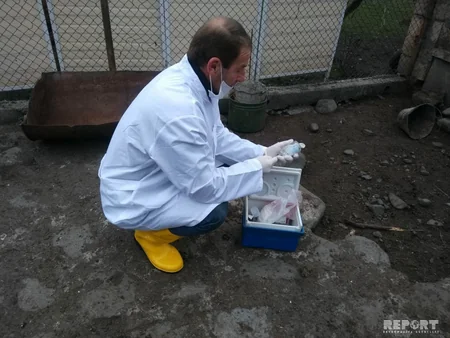Gürcüstanla sərhəd olan Qax rayonunda donuz qripinə qarşı tədbirlər görülür - FOTO