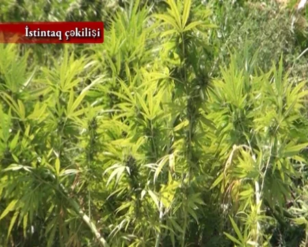 Saatlıda 190 kiloqrama yaxın narkotik vasitə dövriyyədən çıxarılıb, tutulanlar var