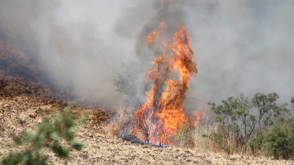 Lənkəranda Meşə Təsərrüfatı Mərkəzinə aid ərazidə yanğın olub