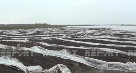 Cəlilabadda yağışlar fermerlərə ciddi ziyan vurub