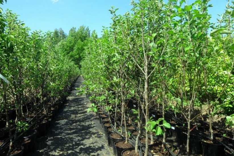 Azərbaycan Pakistandan meyvə ağacları idxal etməyə başlayıb