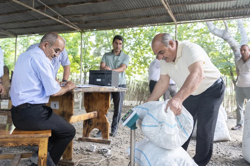 Azərbaycanda tədarük məntəqələrinə 290 ton yaş barama təhvil verilib