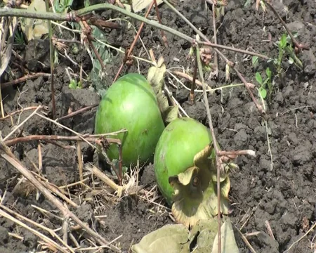 Göyçayda bir gecədə 60-dan çox meyvə ağacı kəsilib
