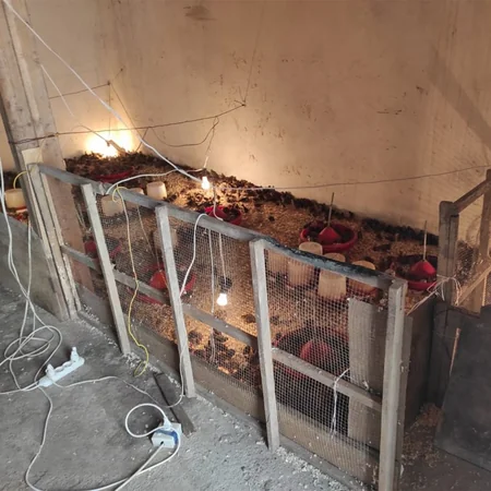 Şağanda bildirçin kəsimi ilə bağlı nöqsanlar aşkarlandı