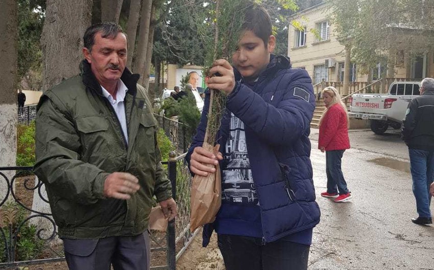 Bakıda yeni yaşıllıqların salınması məqsədilə vətəndaşlara pulsuz tinglər paylanılıb