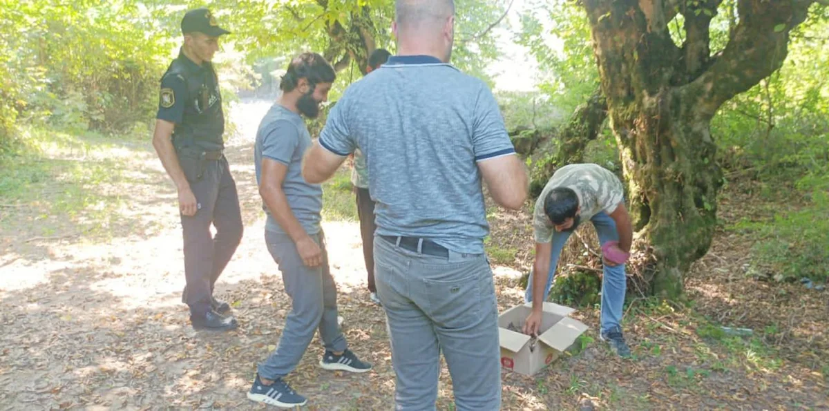 Zaqatalada kirpi ovlayanlar saxlanılıb