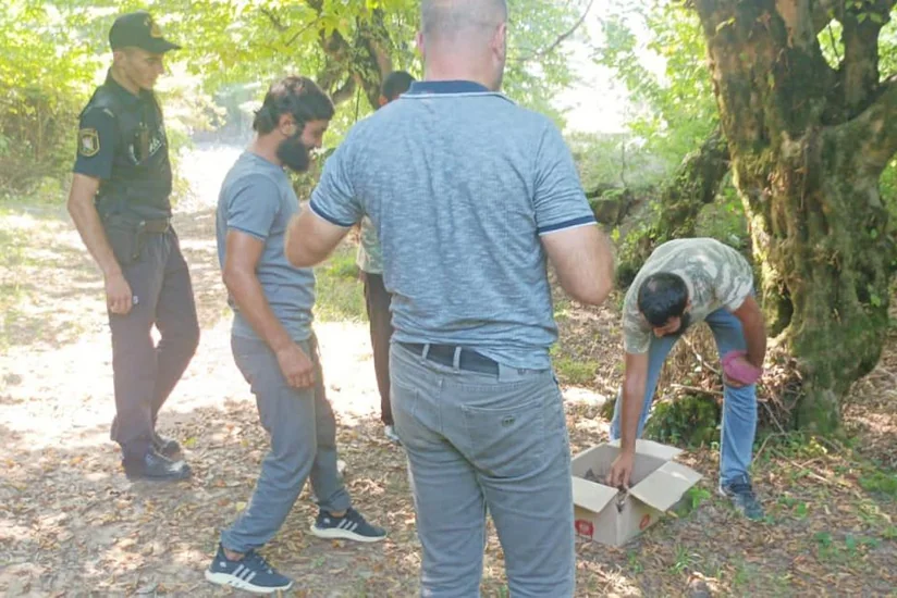 Zaqatalada kirpi ovlayanlar saxlanılıb