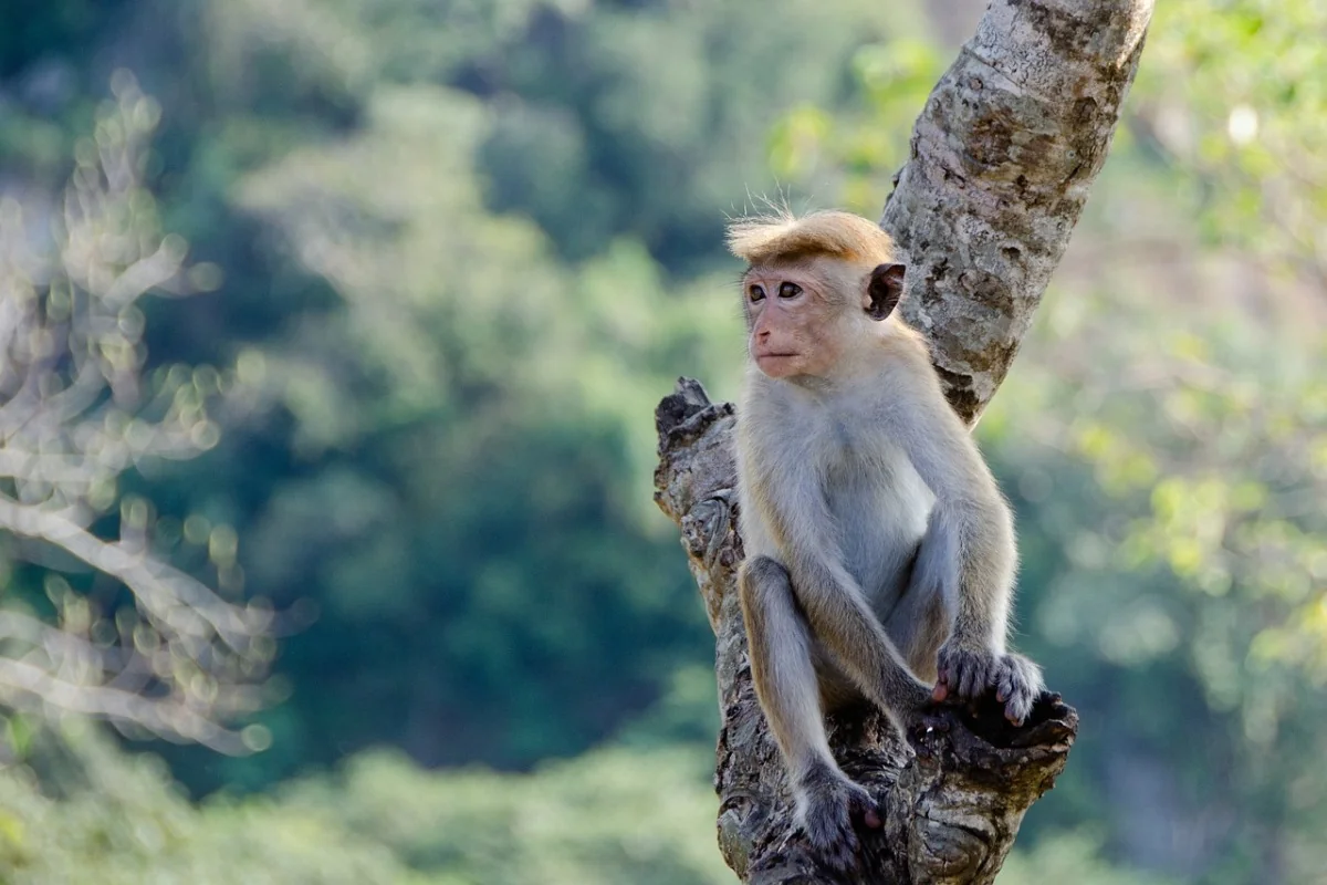 Monkey causes general power outage in Sri Lanka