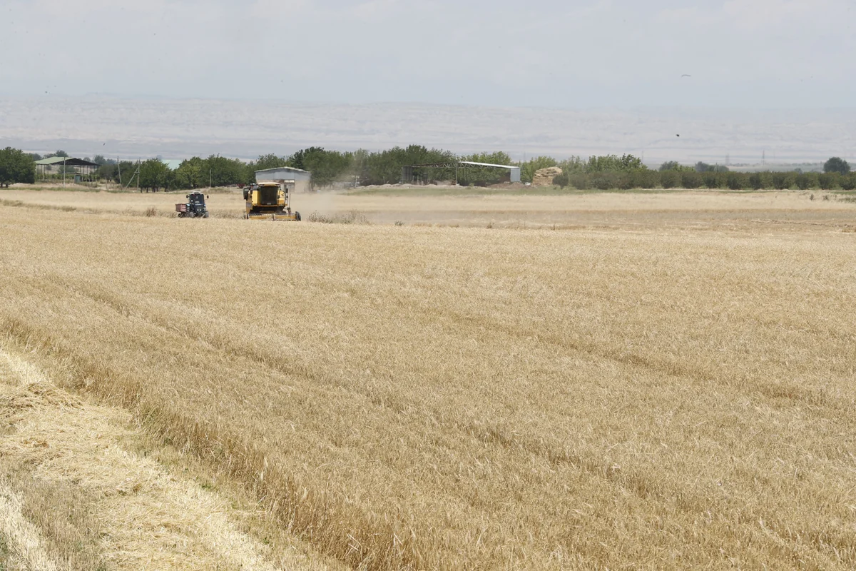 В Азербайджане собрано около 1,85 млн тонн зерна