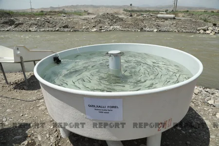 Diplomats, international experts release trouts into Hakari River