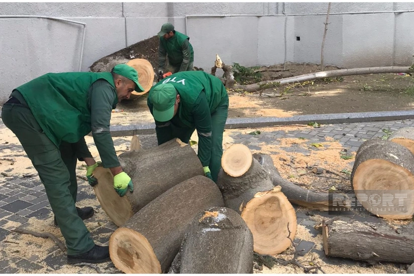 Bakıda küləyə görə 52 ağac və budaq qırılıb