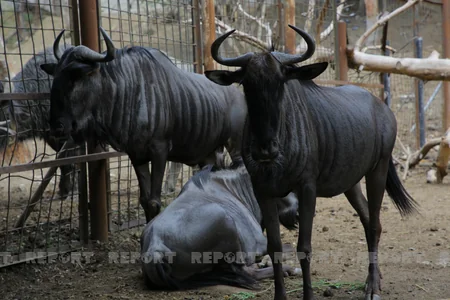 Tbilisi zooparkının sevimli və nəcib sakinləri - Azərbaycanın hədiyyəsi - VİDEOREPORTAJ