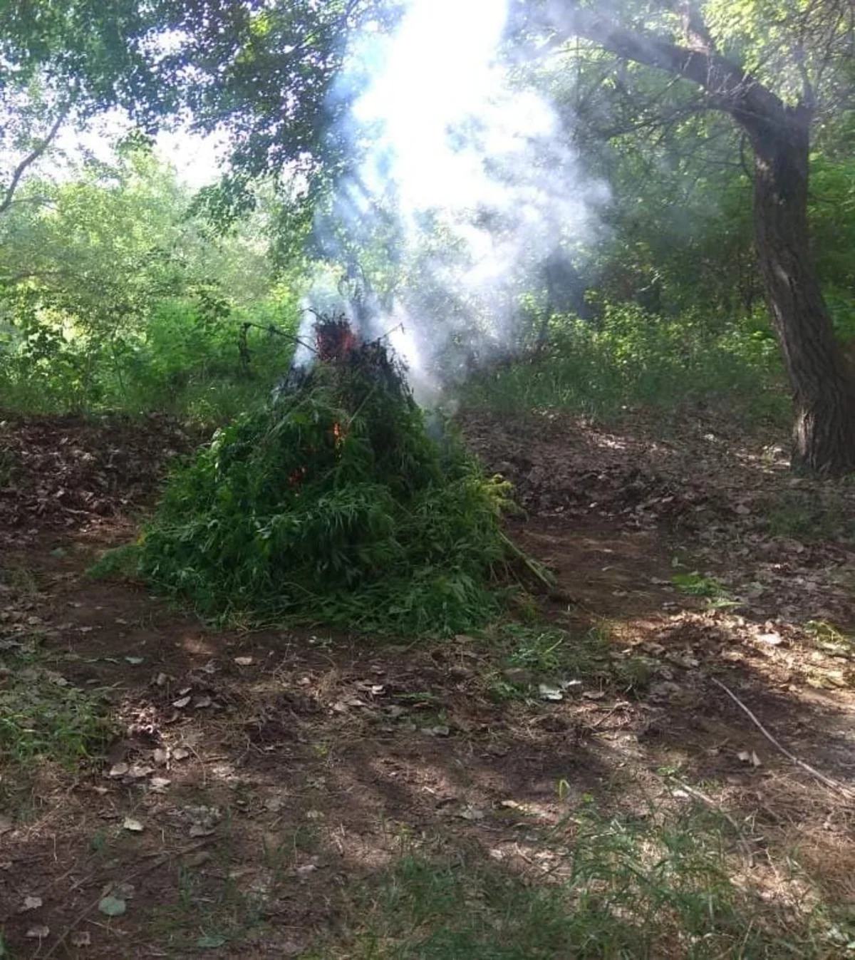 Zərdabda 1 tondan artıq yabanı halda bitmiş çətənə bitkisi məhv edilib