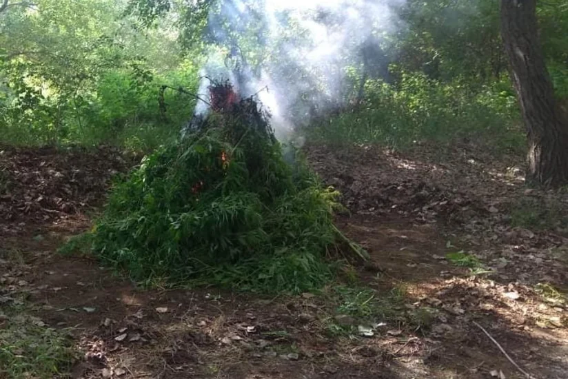 В Зардабе уничтожено свыше тонны дикорастущей конопли