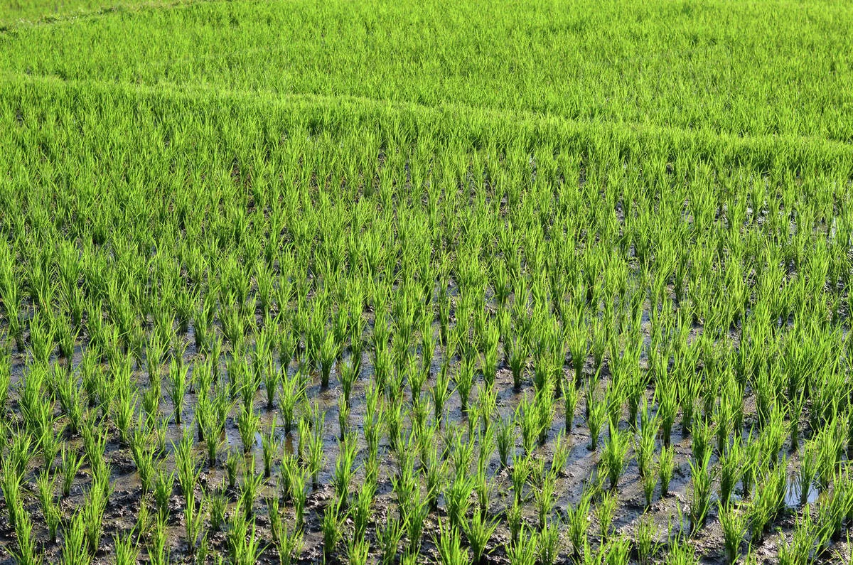Azərbaycanda bu il çəltik üzrə orta məhsuldarlıq 1,4 sent/ha artıb