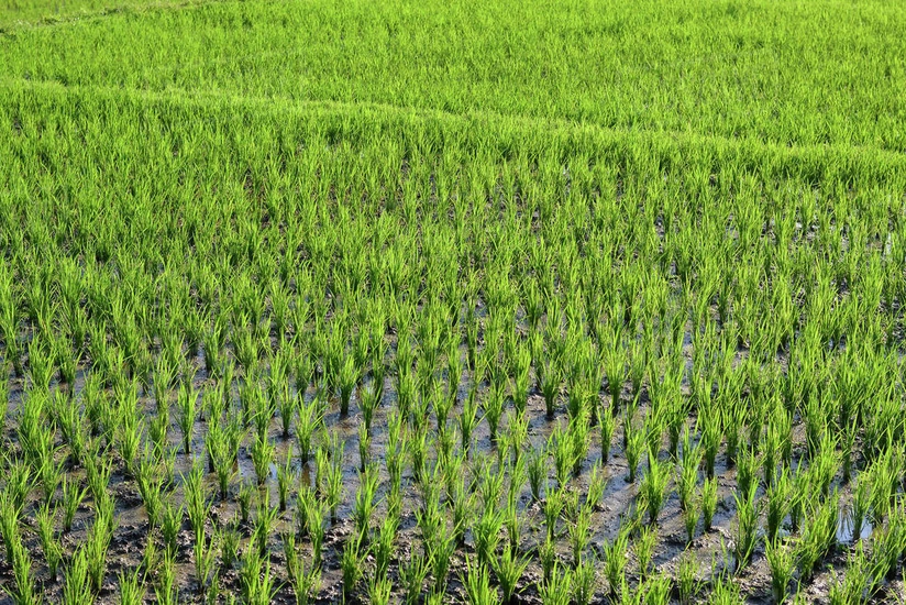 Azərbaycanda bu il çəltik üzrə orta məhsuldarlıq 1,4 sent/ha artıb