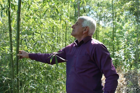 Çörəyi bambukdan çıxır - VİDEOREPORTAJ