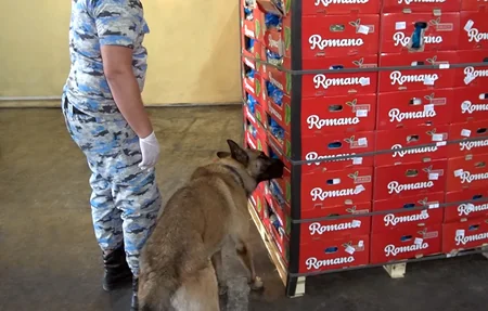 “Kahı” yükü aparan avtomobildən 70 kiloqram marixuana aşkar edilib