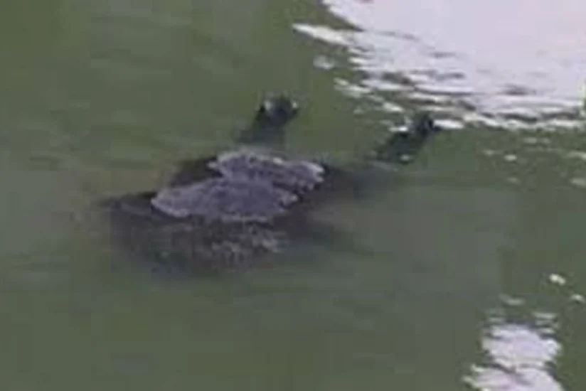 İmişli rayonunda kanala düşən kişinin meyiti çıxarılıb