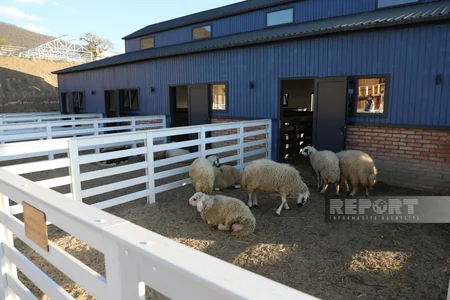 130 kq çəki, günə 6 litrə qədər süd - Laçındakı müasir keçi fermasından - REPORTAJ