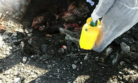 Qəbələ sakininin avtomobilindən iylənmiş at cəmdəkləri aşkarlanıb