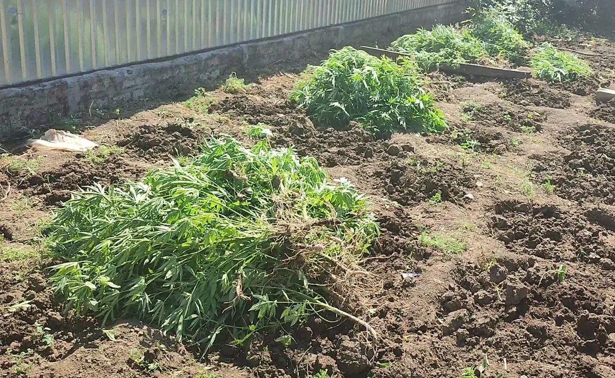 Cəlilabad sakini həyətini narkoplantasiyaya çevirib