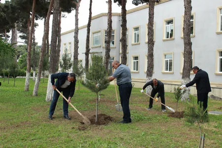 SOCAR “Heydər Əliyev İli” çərçivəsində ağacəkmə aksiyası təşkil edib