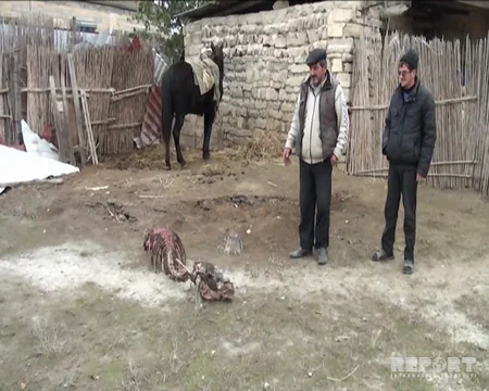 Goranboyda canavar sürüsü kəndə hücum edib - FOTO