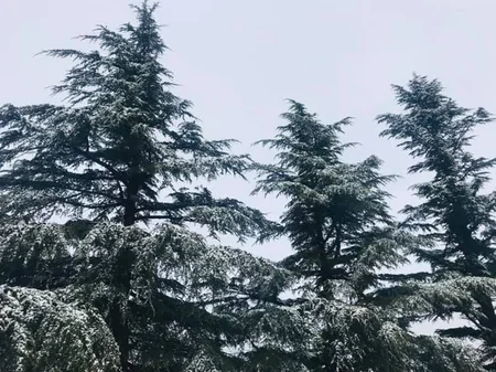 В Тбилиси выпал снег