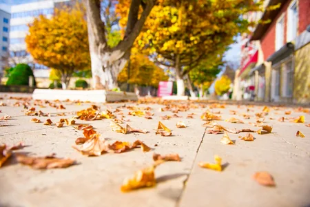Lənkəranda Qızıl payız - FOTOREPORTAJ