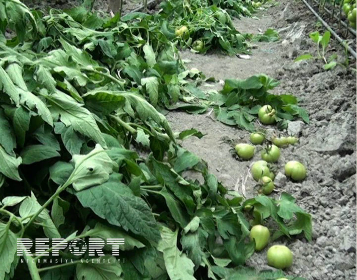 Göyçayda istixanada yetişdirilən pomidor məhsulu məhv olur - FOTO
