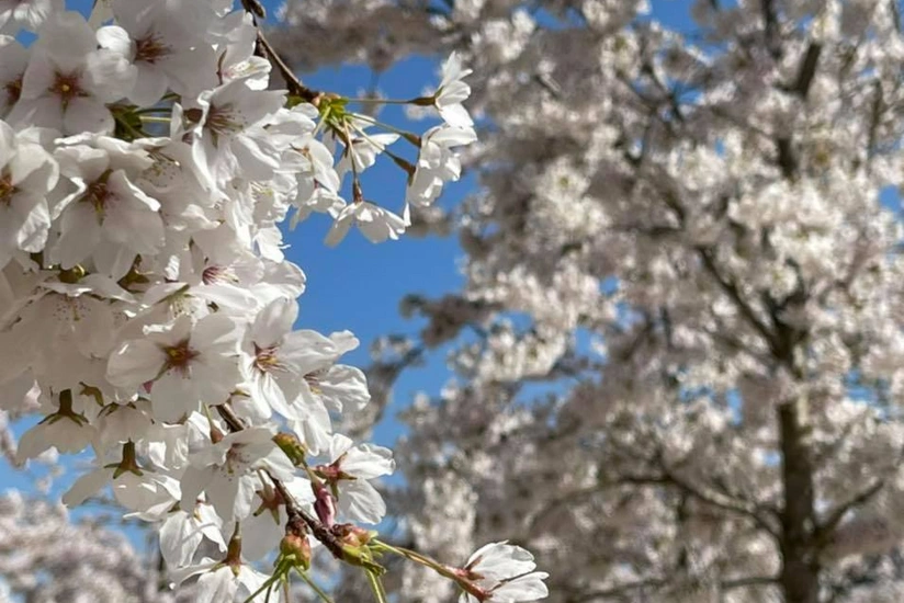 Bu gün Yel çərşənbəsidir