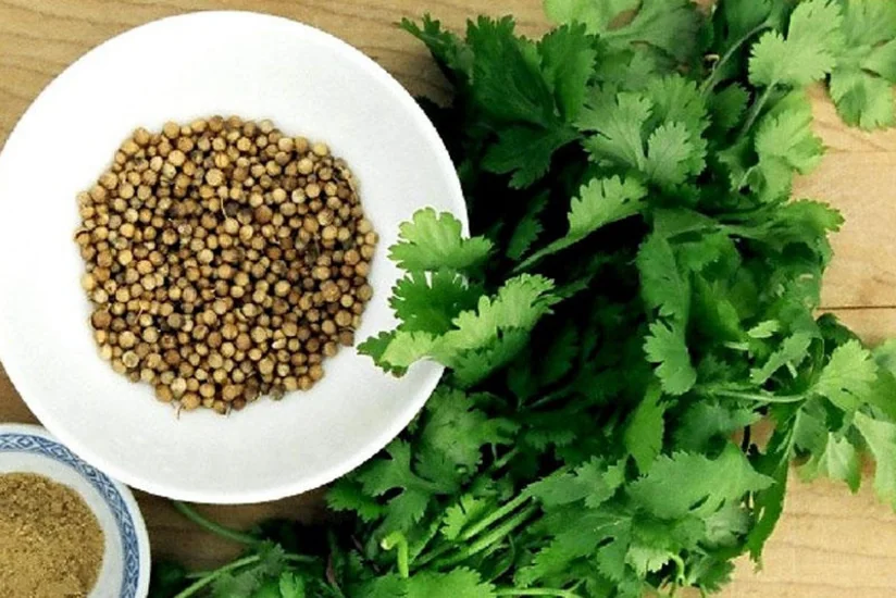 Azərbaycan Misirdən keşniş toxumu tədarük etməyə başlayıb